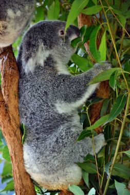 Oturma ve okaliptüs bir ağaç dalı yeme şirin koala