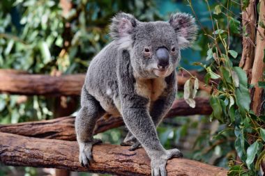 Cute huge koala walking on a tree branch eucalyptus clipart