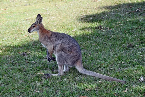 Joven lindo salvaje gris wallaby canguro —  Fotos de Stock