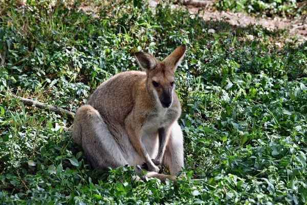 Young cute wild gray wallaby kangaroo — Stock Photo, Image