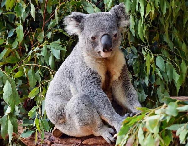 Aranyos koala látszó-ra egy fa ág eukaliptusz — Stock Fotó