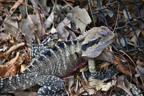 The Australian lizard eastern water dragon