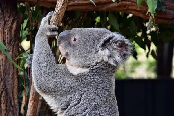 Aranyos koala látszó-ra egy fa ág eukaliptusz — Stock Fotó