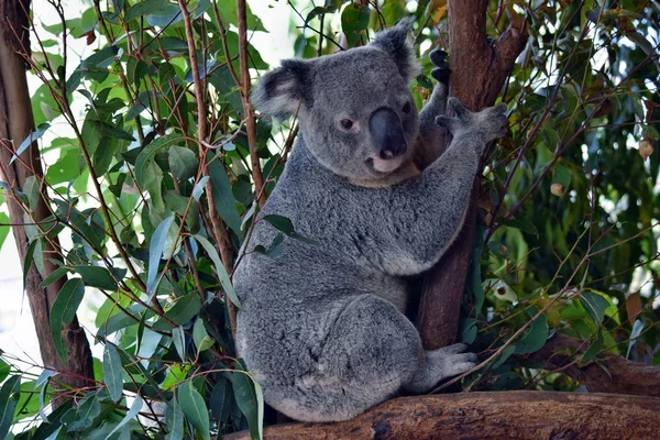 Lindo koala mirando en un árbol rama eucalipto —  Fotos de Stock