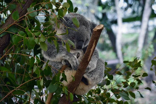 Schattige koala slapen op een boom tak eucalyptus — Stockfoto