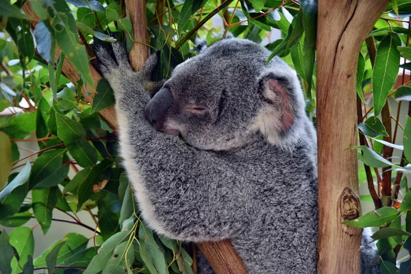 Милая коала, смотрящая на ветку дерева эвкалипта — стоковое фото