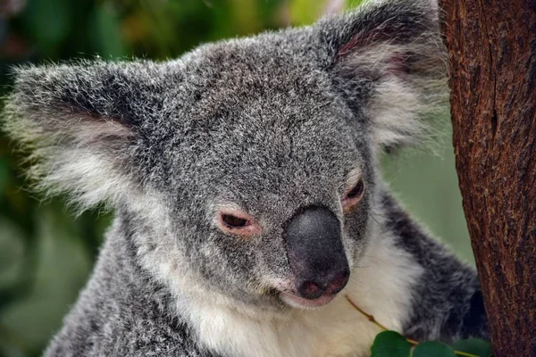 Aranyos koala látszó-ra egy fa ág eukaliptusz — Stock Fotó