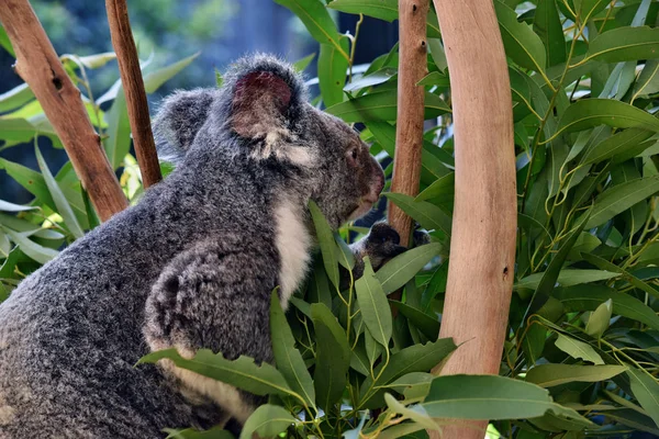 Мила коала їсть евкаліпт на гілці дерева — стокове фото