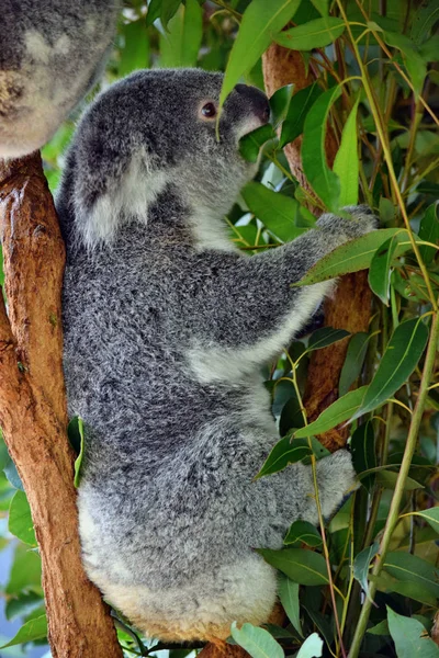 Schattige koala zitten en eten van eucalyptus op een boomtak — Stockfoto