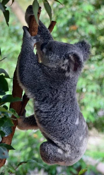 Cute agile koala skoki na gałęzi drzewa eukaliptusa — Zdjęcie stockowe