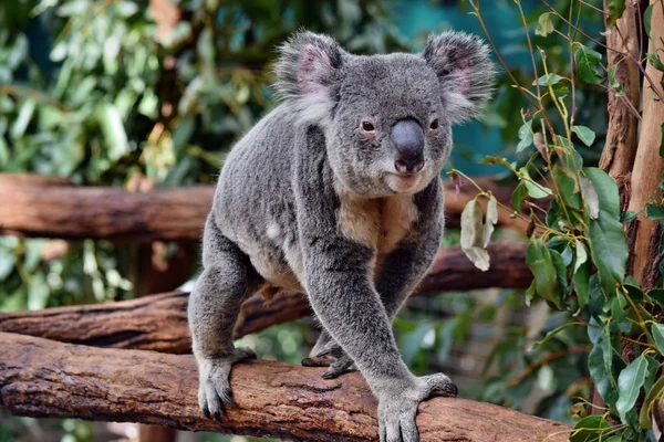 Schattig enorme koala lopen op een boom tak eucalyptus — Stockfoto