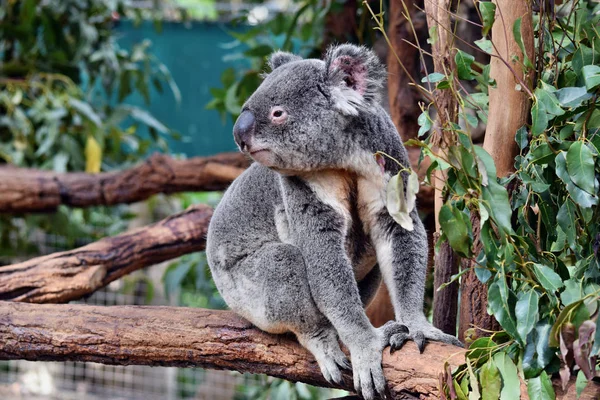Aranyos koala ül, és evés az eukaliptusz egy fa ága — Stock Fotó