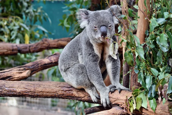 Lindo koala sentado y comiendo eucalipto en una rama de árbol —  Fotos de Stock