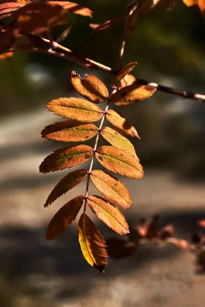 Zweig Mit Mehreren Braunen Blättern — Stockfoto