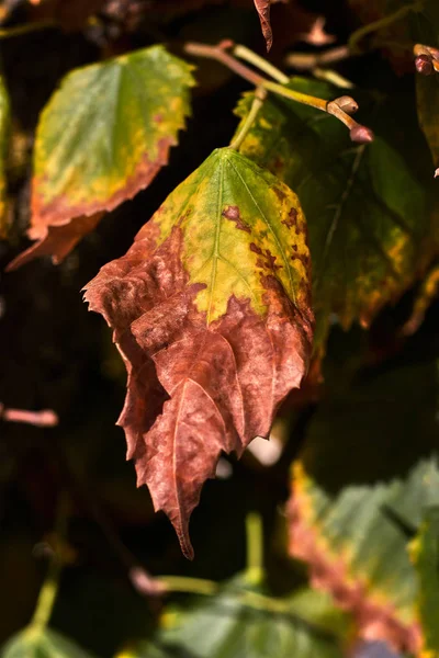 Grüne Und Braune Herbstblätter — Stockfoto