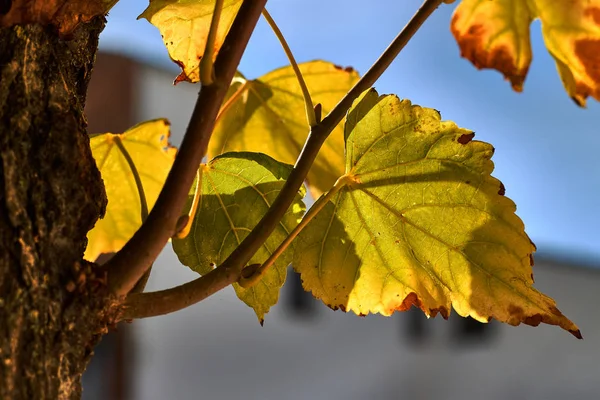Grüne Und Gelbe Herbstblätter Auf Einem Zweig — Stockfoto