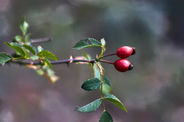 Frutos Rojos Una Rama Con Hojas —  Fotos de Stock