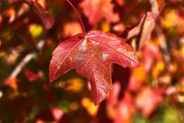 Rött Löv Höstskogen — Stockfoto