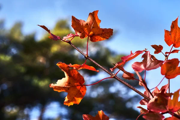 Astschnitt Gegen Den Himmel Mit Trockenen Blättern — Stockfoto