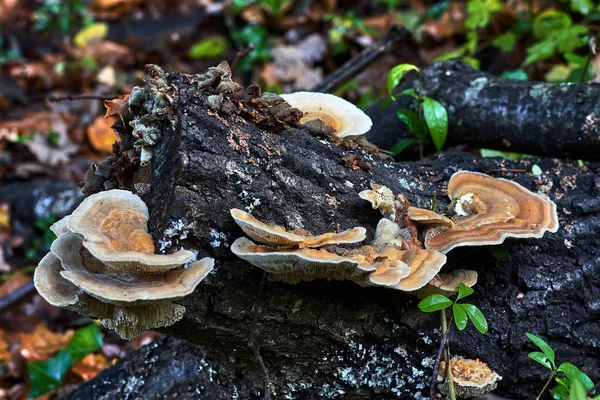 Tronco Muerto Con Setas Silvestres — Foto de Stock