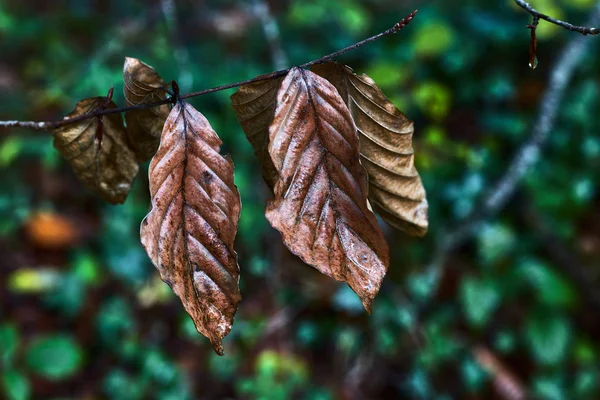 Trockene Blätter Auf Einem Zweig — Stockfoto