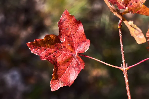 Rött Löv Höstskog — Stockfoto