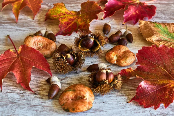 Herbststilleben Mit Kastanien Eicheln Und Pilzen lizenzfreie Stockfotos