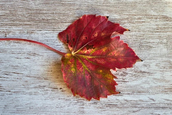 Jesienny Rudawy Liść Stół — Zdjęcie stockowe