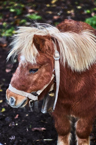 Pony Marrón Con Melena Rubia — Foto de Stock