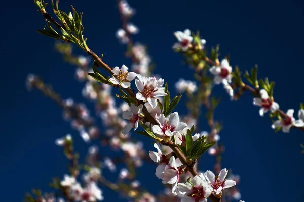 Çiçekli Yapraklı Badem Ağacı Dalı — Stok fotoğraf