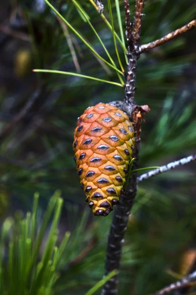 Kleine Ananas Auf Dem Zweig Einer Kiefer Stockbild