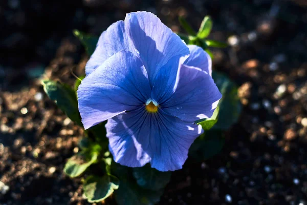 Bel Fiore Viola Giardino — Foto Stock