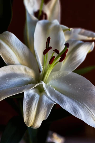 Piękny Biały Kwiat Czerwonym Pistil — Zdjęcie stockowe
