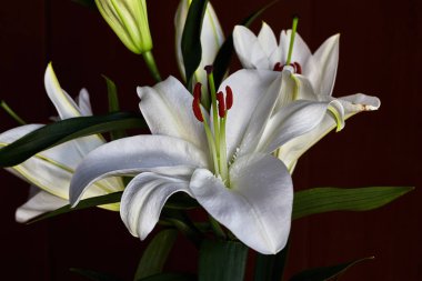 Beautiful white flower with red pistil and bud