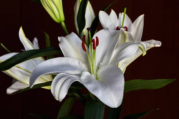 Hermosa Flor Blanca Con Pistilo Rojo Brote —  Fotos de Stock