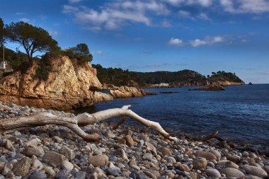 Kıyıda ağaç gövdesi olan kayalık bir sahil.