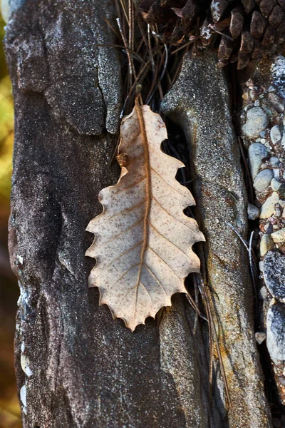 Dry Leaf Rock — 스톡 사진