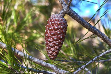 Çam dalında küçük bir çam kozalağı