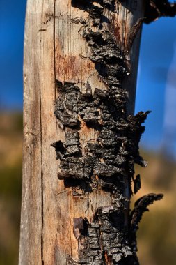 Ağaç gövdesi kabuğu