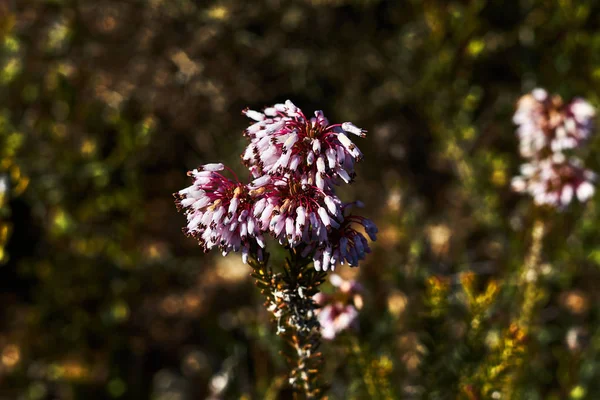 Plant Many Pink Flowers — Stock Photo, Image