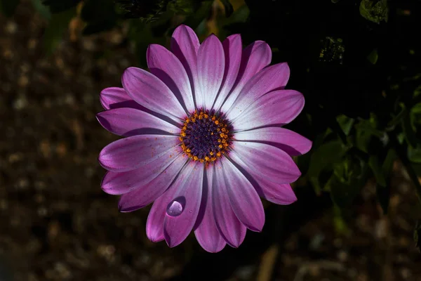 Όμορφο Λουλούδι Μωβ Και Λευκά Πέταλα Και Μια Σταγόνα Βροχής — Φωτογραφία Αρχείου