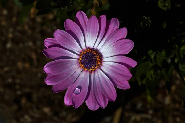 Bela Flor Com Pétalas Roxas Brancas Uma Gota Chuva — Fotografia de Stock