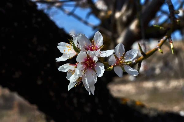 Beyaz Kırmızı Çiçekli Badem Ağacı Dalı — Stok fotoğraf