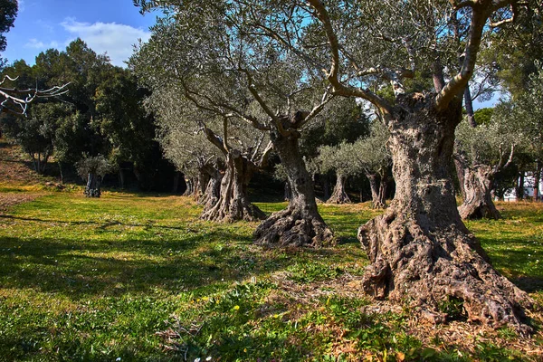Olive field with grass and flowers