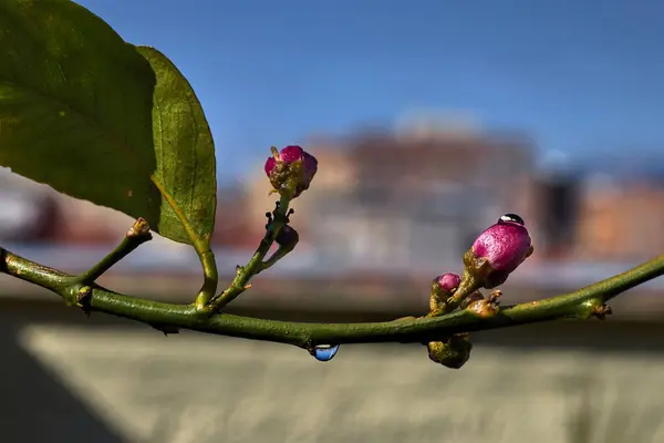 Zweig Mit Zitronenblüten Und Wassertropfen — Stockfoto