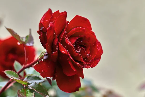 Mooie Rode Roos Met Regendruppels Bloemblaadjes — Stockfoto