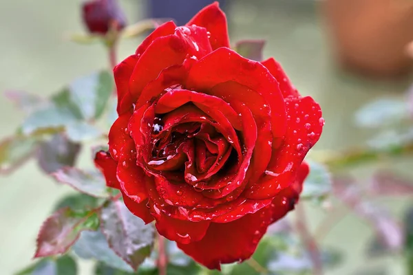 Mooie Rode Roos Met Regendruppels Bloemblaadjes — Stockfoto