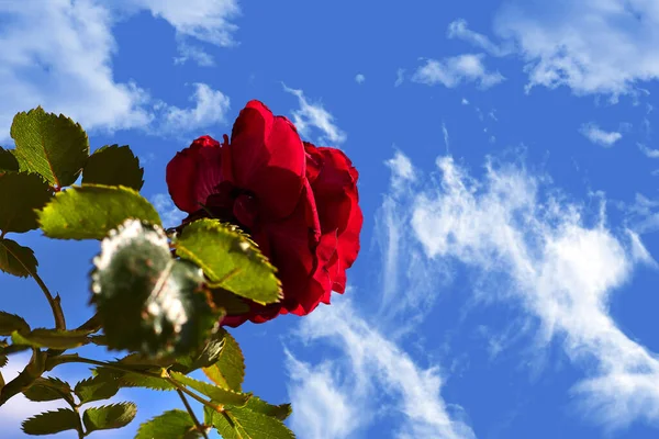 Red rose silhouetted against blue sky with white clouds
