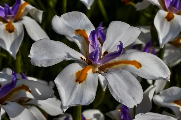 Fiori Bianchi Viola Arancioni Giardino — Foto Stock