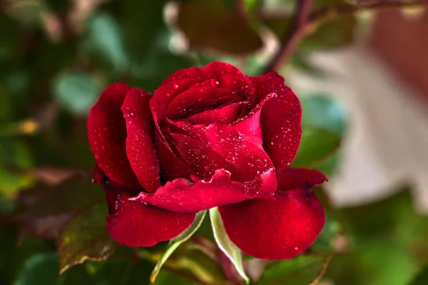 Belle Rose Rouge Avec Gouttes Rosée — Photo